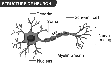 Revision Notes: The Nervous System | Biology Class 10 ICSE