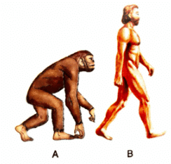 Selina Textbook Solutions: Human Evolution | Biology Class 10 ICSE