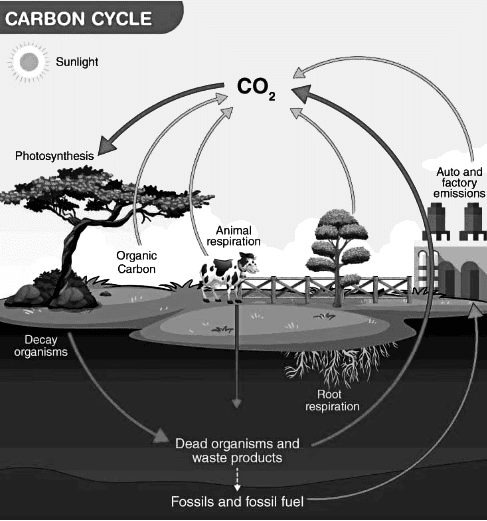 Revision Notes: Photosynthesis - Provider of Food for All | Biology Class 10 ICSE