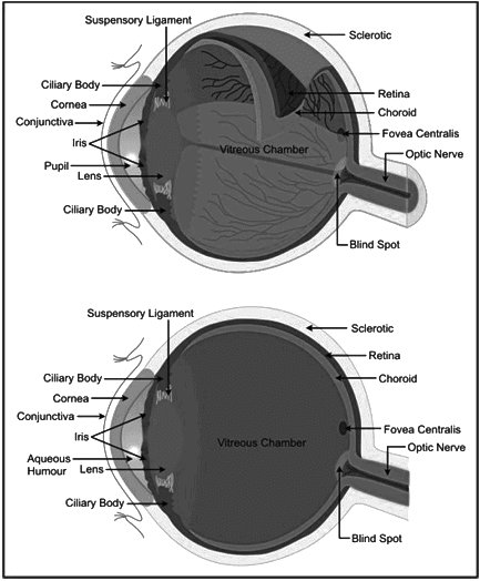 Revision Notes: Sense Organs | Biology for SSS 3