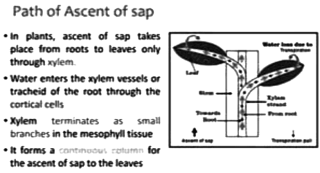 Revision Notes: Absorption by Roots - The Processes Involved | Biology Class 10 ICSE
