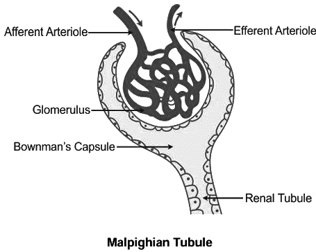 Revision Notes: The Excretory System [Elimination of Body Wastes] | Biology for SSS 2
