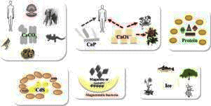 Revision Notes: Basic Biology | Biology Class 10 ICSE