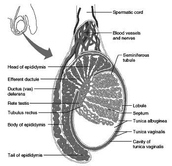 Revision Notes: Endocrine Glands - The Producers of Chemical Messengers | Biology Class 10 ICSE