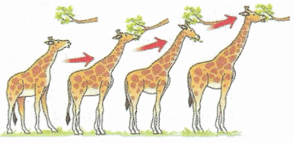 Selina Textbook Solutions: Human Evolution | Biology Class 10 ICSE