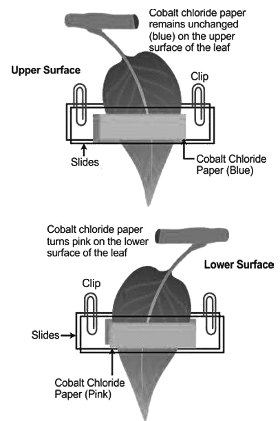 Revision Notes: Transpiration | Year 9 Science IGCSE (Cambridge) - Class 9