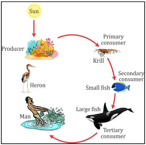 Food Chain