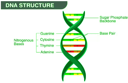 Revision Notes: Structure of Chromosomes, Cell Cycle and Cell Division | Science for Grade 6