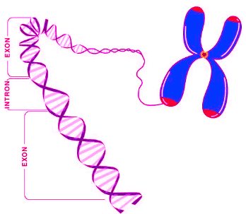 Revision Notes: Genetics - Some Basic Fundamentals | Preparation for EmSAT Grade 10