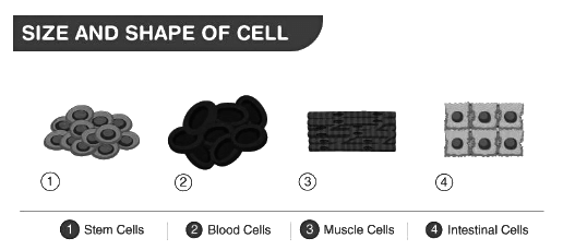 Revision Notes: Cell - The Structural and Functional Unit of Life | Biology Class 10 ICSE