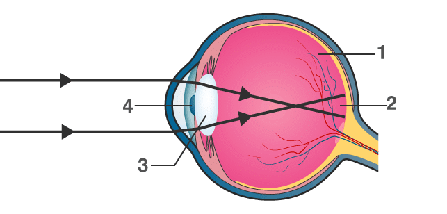 Selina Textbook Solutions: Sense Organs | Biology Class 10 ICSE