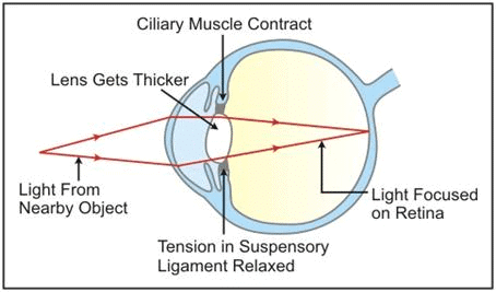 Selina Textbook Solutions: Sense Organs | Biology Class 10 ICSE