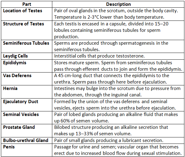 Revision Notes: The Reproductive System | Biology and Biochemistry for MCAT
