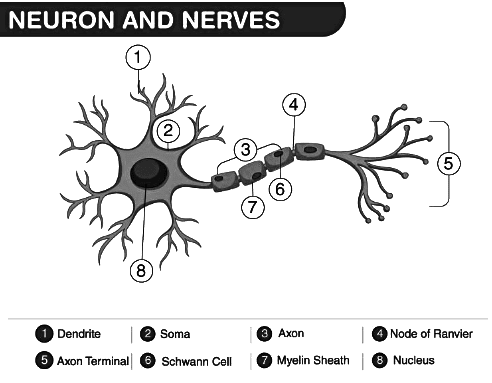 Revision Notes: The Nervous System | Biology Class 10 ICSE