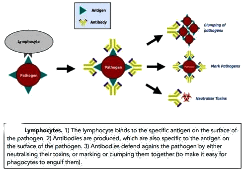 Revision Notes: Aids to Health | Biology Class 10 ICSE