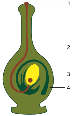 Selina Textbook Solutions: Chemical Coordination in Plants | Biology Class 10 ICSE