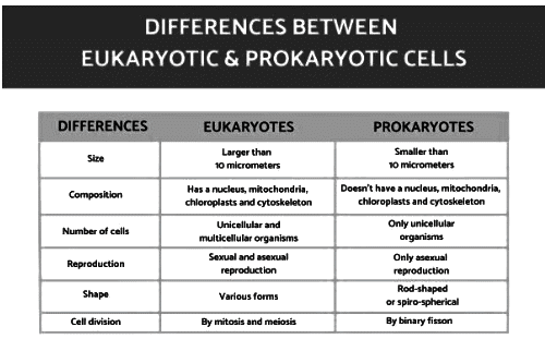 Revision Notes: Cell - The Structural and Functional Unit of Life | Biology Class 10 ICSE