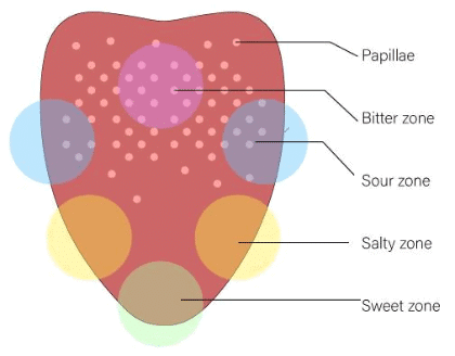 Revision Notes: Sense Organs | Biology for SSS 3