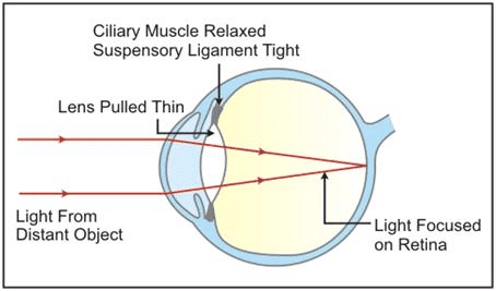 Selina Textbook Solutions: Sense Organs | Biology Class 10 ICSE