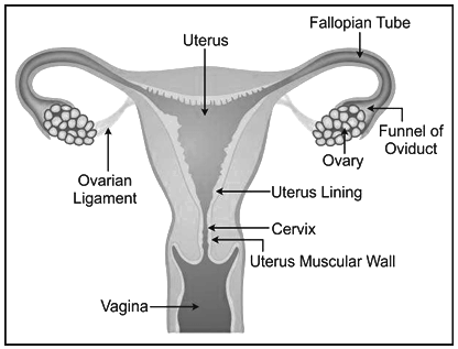 Revision Notes: The Reproductive System | Biology and Biochemistry for MCAT
