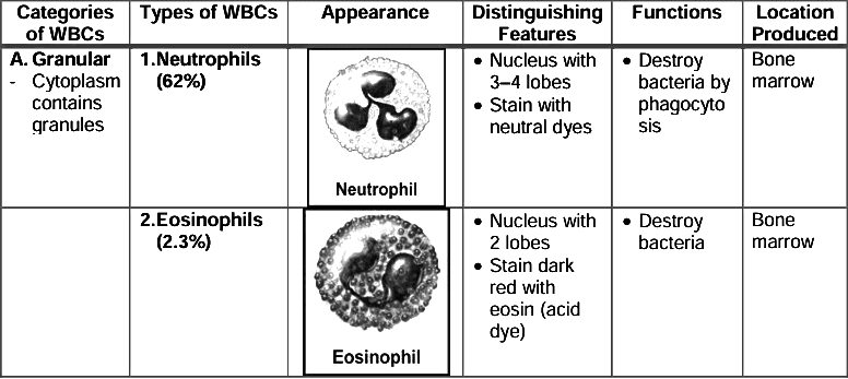 Revision Notes: The Circulatory System | Basic Science for JSS 3
