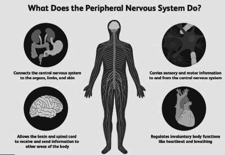 Revision Notes: The Nervous System | Biology Class 10 ICSE