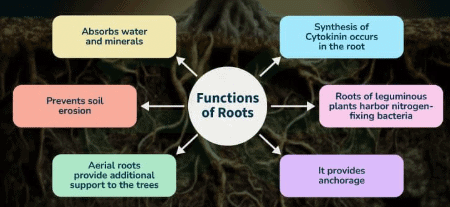 Revision Notes: Absorption by Roots - The Processes Involved | Biology Class 10 ICSE