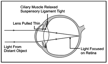 Revision Notes: Sense Organs | Biology for SSS 3