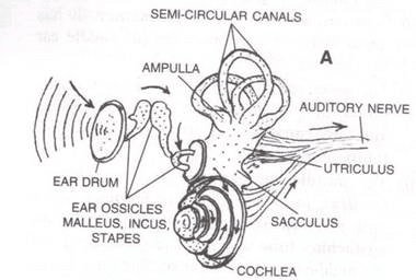 Selina Textbook Solutions: Sense Organs | Biology Class 10 ICSE