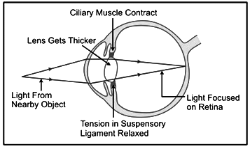 Revision Notes: Sense Organs | Biology for SSS 3
