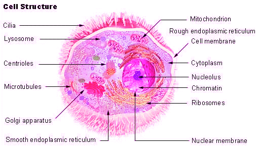 Revision Notes: Cell - The Structural and Functional Unit of Life | Biology Class 10 ICSE