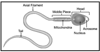 Revision Notes: The Reproductive System | Biology and Biochemistry for MCAT