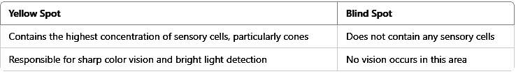 Revision Notes: Sense Organs | Biology for SSS 3