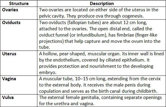 Revision Notes: The Reproductive System | Biology and Biochemistry for MCAT