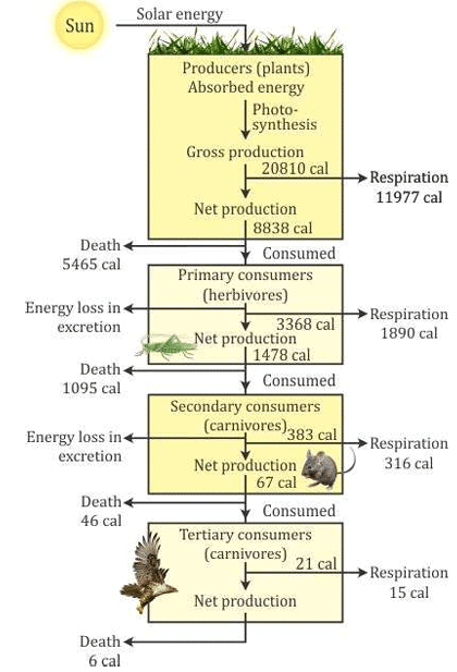 Energy Flow