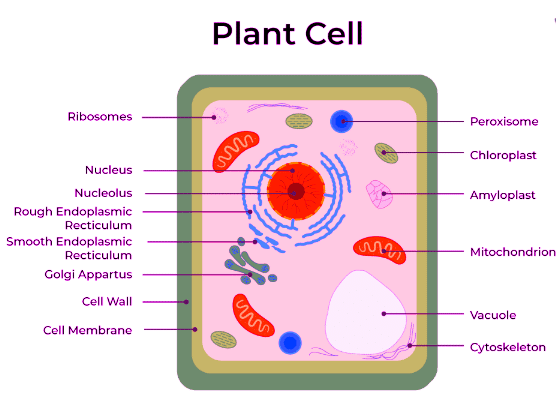 Revision Notes: Cell - The Structural and Functional Unit of Life | Biology Class 10 ICSE