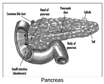 Revision Notes: Endocrine Glands - The Producers of Chemical Messengers | Biology Class 10 ICSE