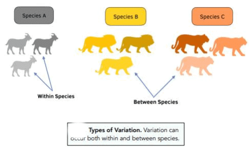 Revision Notes: Genetics - Some Basic Fundamentals | Preparation for EmSAT Grade 10
