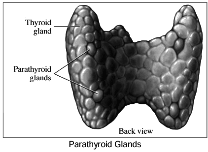 Revision Notes: Endocrine Glands - The Producers of Chemical Messengers | Biology Class 10 ICSE