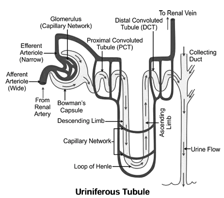 Revision Notes: The Excretory System [Elimination of Body Wastes] | Biology for SSS 2