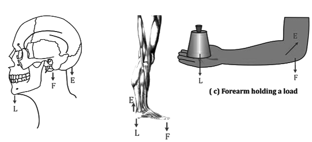 Revision Notes: Machines | Physics Class 10 ICSE