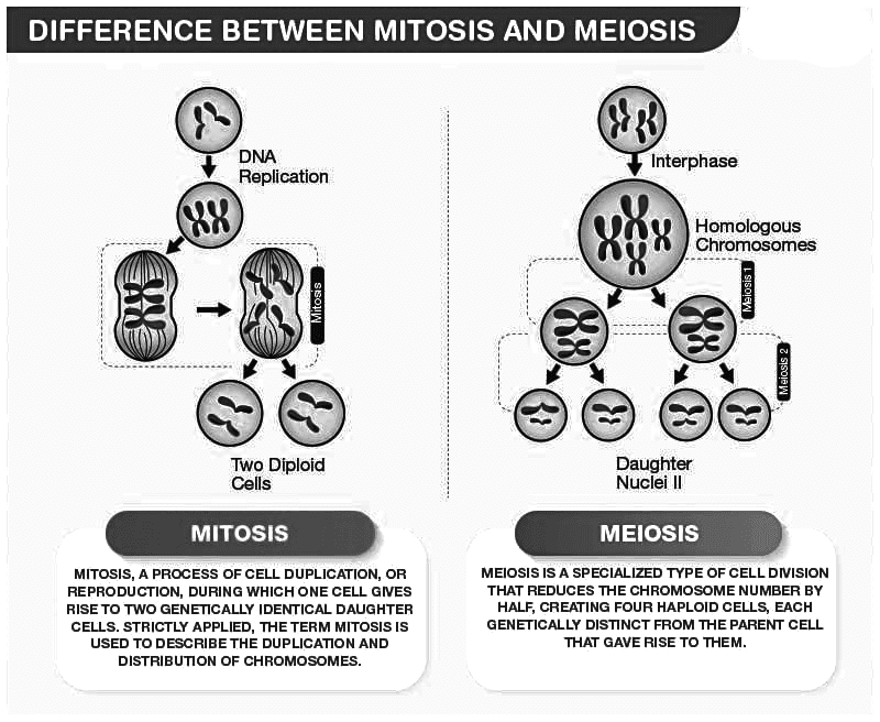 Revision Notes: Structure of Chromosomes, Cell Cycle and Cell Division | Science for Grade 6