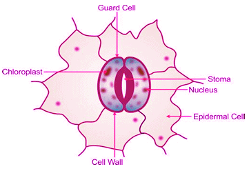 Revision Notes: Transpiration | Year 9 Science IGCSE (Cambridge) - Class 9