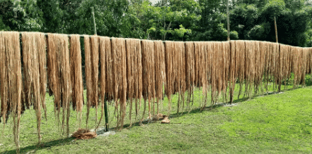 Revision Notes: Agriculture in India II-Cash crops | Geography Class 10 ICSE