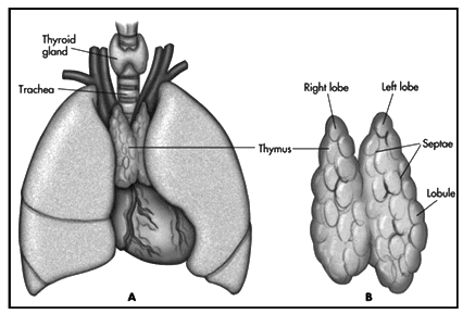 Revision Notes: Endocrine Glands - The Producers of Chemical Messengers | Biology Class 10 ICSE