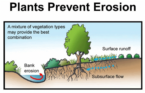 Revision Notes: Soils in India | Geography Class 10 ICSE