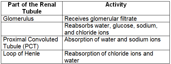 Revision Notes: The Excretory System [Elimination of Body Wastes] | Biology for SSS 2