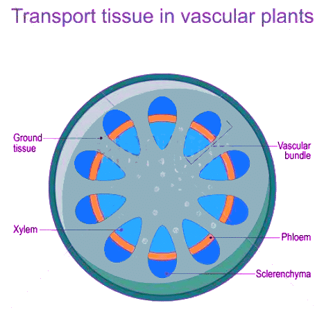 Revision Notes: Absorption by Roots - The Processes Involved | Biology Class 10 ICSE
