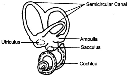Selina Textbook Solutions: Sense Organs | Biology Class 10 ICSE