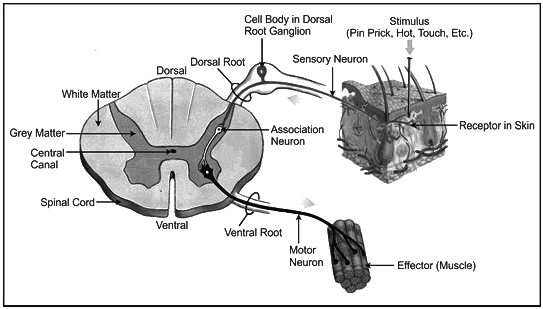 Revision Notes: The Nervous System | Biology Class 10 ICSE